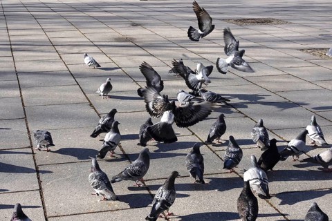 City pigeons with shadow, wintertime, Saxony, Germany, Europe
