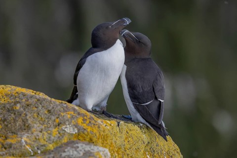 Razorbill (Alca torda), pair interacting with each other, Latrabjarg, Westfjords, Iceland, Europe
