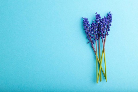 Muscari or murine hyacinth flowers on blue pastel background. top view, flat lay, copy space, still