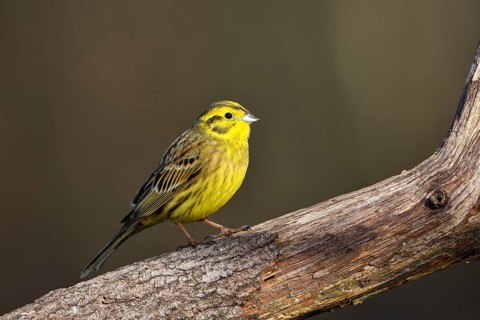 Yellowhammer (Emberiza citrinella), male, Dingdener Heide nature reserve, North Rhine-Westphalia,