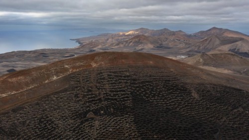 Grapevines growing in black volcanic soil in protected enclosed pits, La Geria, Lanzarote, Canary