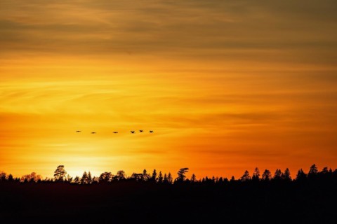 Flock of cranes in silhouette flying over forest at sunset