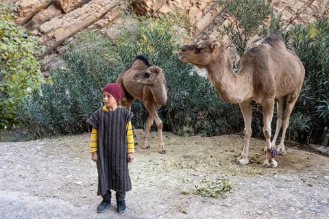 Boy with two dromedary (Camelus dromedarius), Gorges du Dades, Dades Gorge, Tamellalt, Morocco,