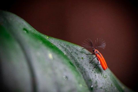 Fire-coloured beetle (Pyrochroidae) sitting on a leaf, at night in the tropical rainforest, Refugio