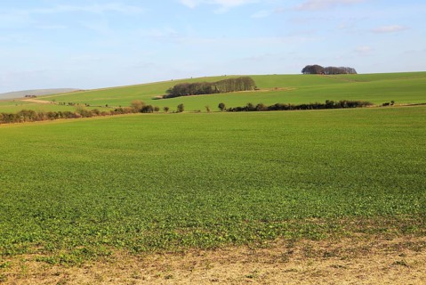 Chalk landscape on Roundway Down, North Wessex Downs, Wiltshire, England, UK