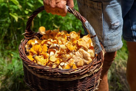 Mushroom picker with a basket full of chanterelles, seen in the Palatinate Forest near Ramberg