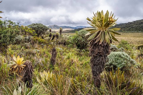 Espeletia Pycnophylla, Paramo de Gabriel Lopez, Totoro, Cauca, Colombia, South America