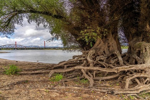 Rhine bank near Duisburg-Baerl, old silver willow, exposed roots, cargo ship, Haus-Knipp railway