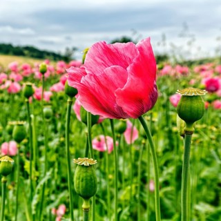 Opium poppy (Papaver somniferum), cultivation of edible poppy, poppy field, pink flowers and seed