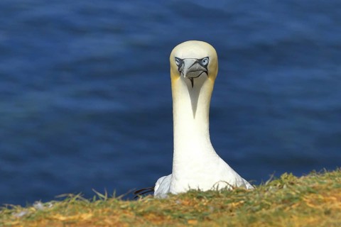 Northern gannet (Morus bassanus) animal portrait, looking over the edge of the cliff, Heligoland,