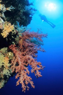 Backlit shot of silhouette of diver hovering with underwater lamp on steep wall of coral reef