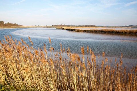 Reeds growing on the tidal estuary of the River Alde at Snape, Suffolk, England, United Kingdom,