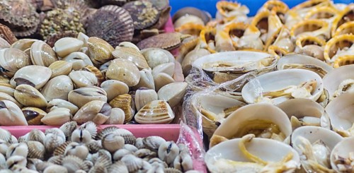Different types of fresh clams in the market