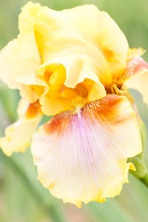 Beautiful multicolored iris flower bloom in the garden. Close up, fragility and summer concept