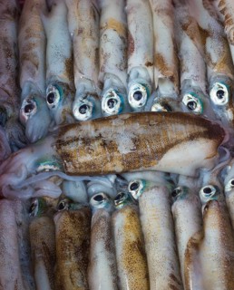 Fresh little squids on the ice in the market