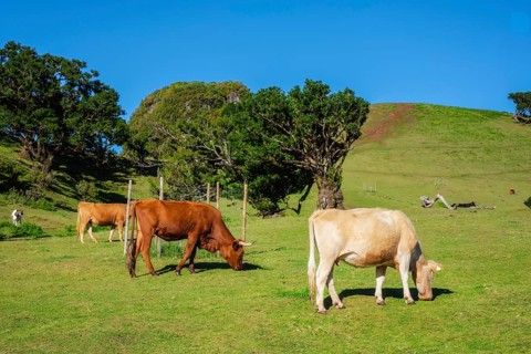 Cows in fantastic magical idyllic Fanal Laurisilva forest with centuries-old til trees. Madeira