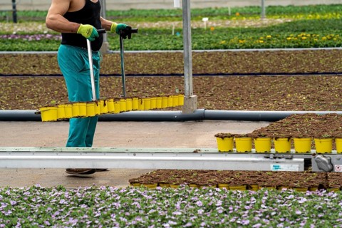 Horticultural business, greenhouse, freshly potted young plants are placed on beds to grow there,