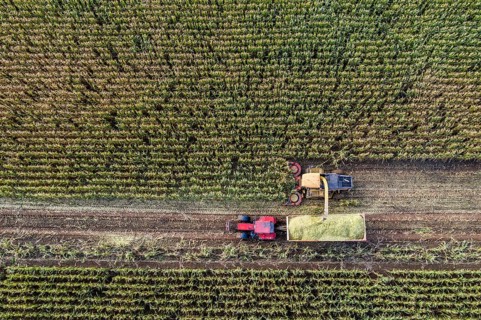 Maize harvest, combine harvester, chopper works its way through a maize field, the silage is pumped