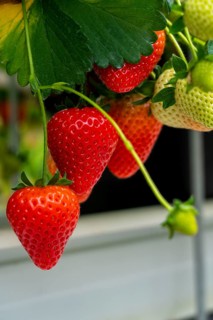 Strawberry cultivation in a greenhouse, strawberry plants with berries at different stages of