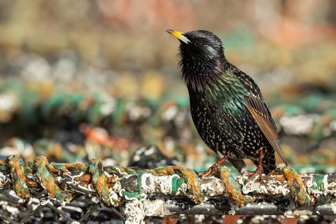 Common starling (Sturnus vulgaris) adult bird singing on a lobster fishing pot in a urban harbour,