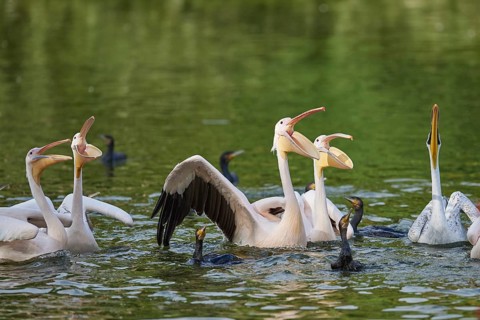 Great white pelican (Pelecanus onocrotalus) on a lake, captive