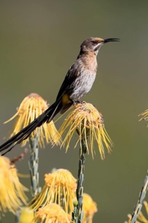 Cape Honeybird (Promerops cafer), adult, male, singing, on flower, Protea, Kirstenbosch Botanical