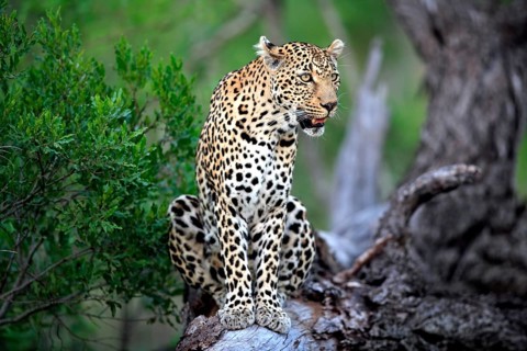Leopard (Panthera pardus), adult, tree, Sabi Sand, Private Game Reserve, Kruger, National Park,