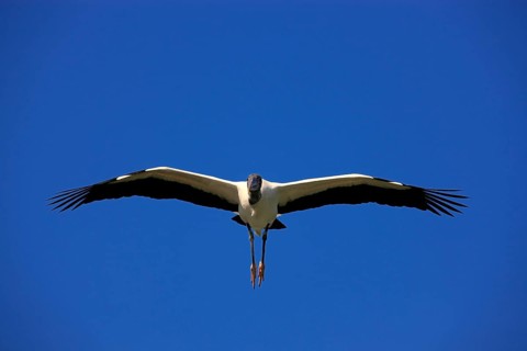 Wood stork (Mycteria americana), adult, flying, Florida, USA, North America