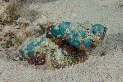 Juvenile false stonefish (Scorpaenopsis diabolus), Dive Site House Reef, Mangrove Bay, El Quesir,