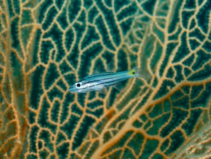 A striped fish, five-line cardinalfish (Cheilodipterus quinquelineatus) in front of giant fan coral