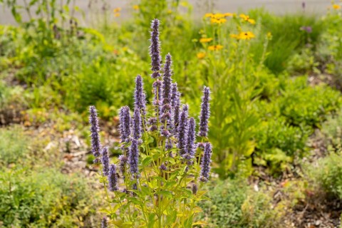 Scented nettle (Agastache), flower bed, Dülmen, Münsterland, North Rhine-Westphalia, Germany,