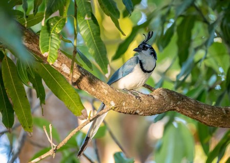 White-throated Magpie-Jay(Cyanocorax formosus) on branch, Costa Rica, Central America