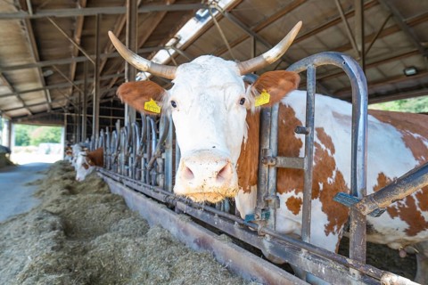 A cow is being fed in the barn. She is standing behind metal bars and has a yellow ear tag,