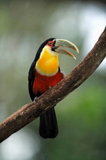 Colourful toucan (Ramphastos dicolorus), Pantanal, Brazil, adult, on tree, South America