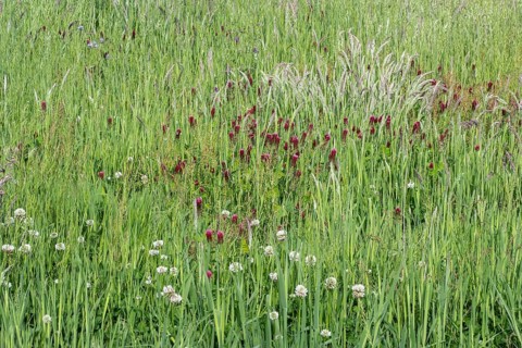 Incarnate clover (Trifolium incarnatum) and white clover (Trifolium repens), Emsland, Lower Saxony,