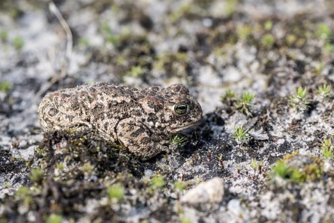 Natterjack toad (Epidalea calamita), Emsland, Lower Saxony, Germany, Europe