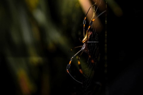 Creepy night shot, Golden silk spider (Trichonephila clavipes) spider web, Tortuguero National
