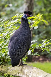 Crested guineafowl (Guttera pucherani) native to Sub-Saharan Africa