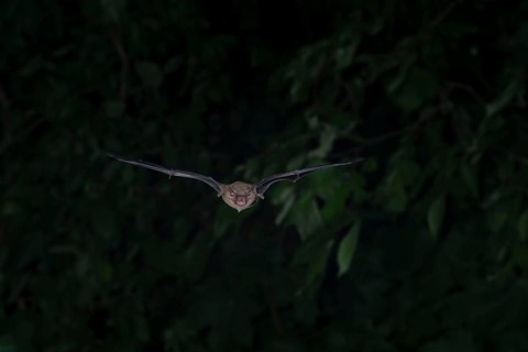 Common pipistrelle (Pipistrellus pipistrellus) hunting insects in front of deciduous forest,