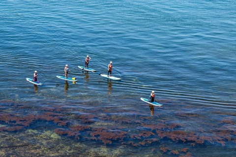 People on paddleboards, White Cliffs. Old Harry Rocks Jurassic Coast, Dorset Coast, Poole, England,