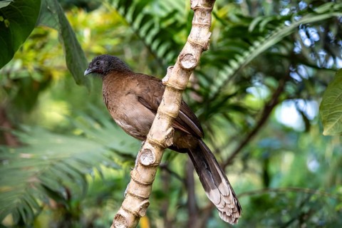 Grey-headed guan (ortalis cinereiceps), bird sitting on a branch, Monteverde cloud forest, Monte