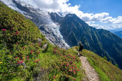 Mountaineer between alpine roses on a hiking trail, impressive mountain landscape with glacier,