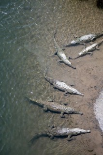 American crocodile (Crocodylus acutus) swimming in the water, from above, Rio Tarcoles, Carara