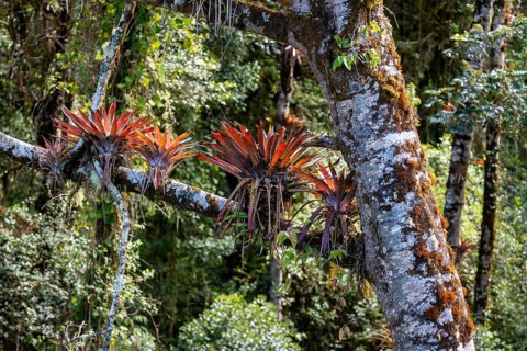 Bromeliads, dense vegetation in the cloud forest, mountain rainforest, Parque Nacional Los