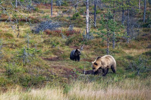 Female bear with cub (Ursus arctos), strikingly light-coloured fur, in the forest, looking for