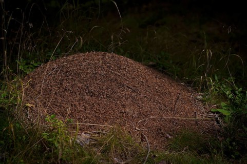 Ant hill, anthill, wood ants, at the biotope, moor, Schwarze Lacke, Vigiljoch, Glaubensweg, near