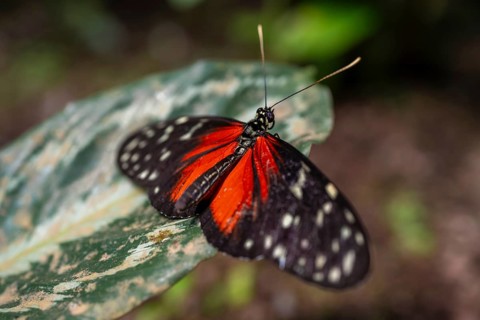 Tarricina half glasswing (Tithorea tarricina pinthias), red black butterfly sitting on a leaf,