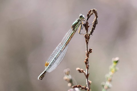 Emerald Damselfly (Lestes viridis), Emsland, Lower Saxony, Germany, Europe