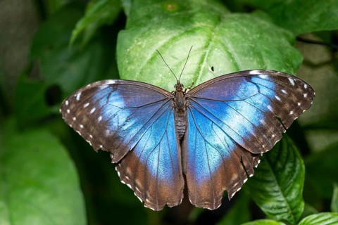 Morpho helenor, blue morpho butterfly sitting on a leaf, Alajuela province, Costa Rica, Central