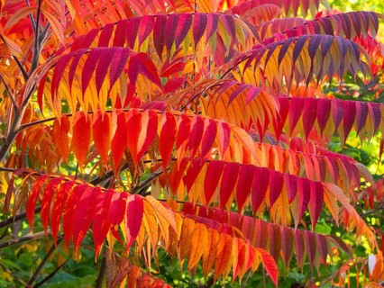 Stag's horn sumach (Rhus typhina), leaves in autumn colour, Hessen, Germany, Europe